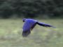 Day02 - 02 * Hyacinth Macaw